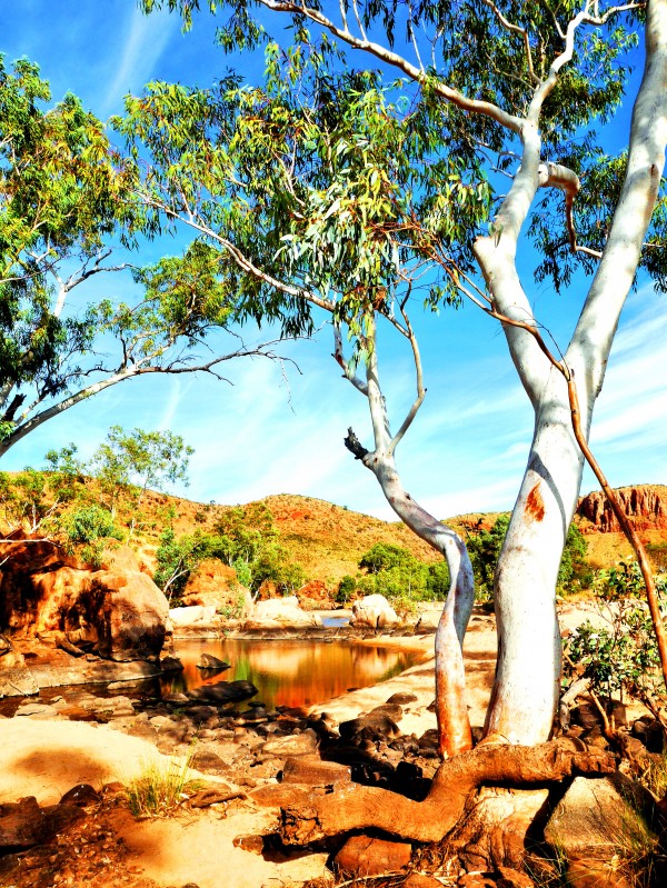 Ghost Gum - Central Australia by Lexa Harpell